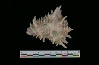 藏品(皇冠拳螺)的圖片